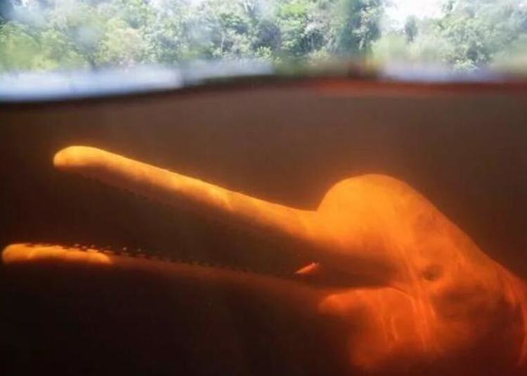 盘点那些很像蜗牛的物种,蜗牛有特别物种吗