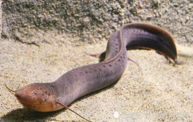 动物饮水怎么解决,动物喝水为什么不生病