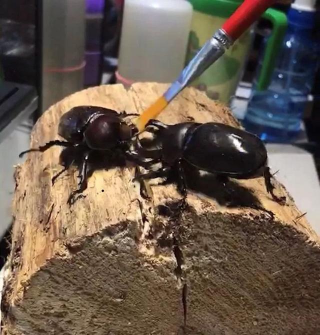 东北老铁卖车,东北老铁卖活猪