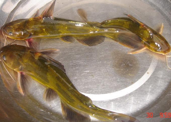 一亩鱼塘养殖草鱼一年收入,一亩鱼塘养殖黄骨鱼可以赚多少钱