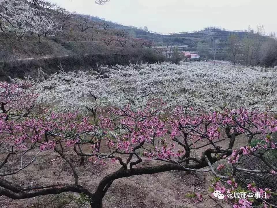 南阳老徐,河南南阳老徐最新视频
