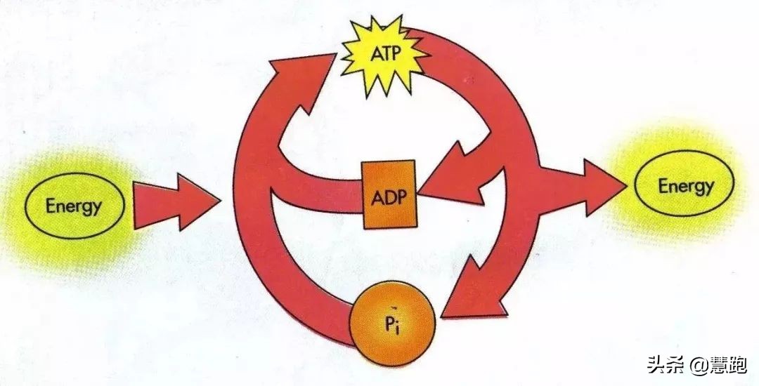 长距离跑时快速补充能量,怎么样才能训练自己跑得快