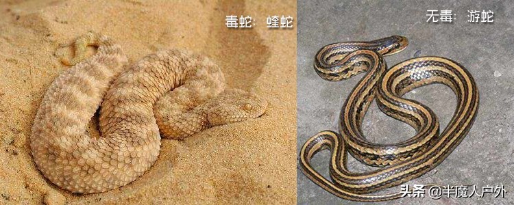 野外生存的知识有哪些,农村常见的蛇类你都认识吗