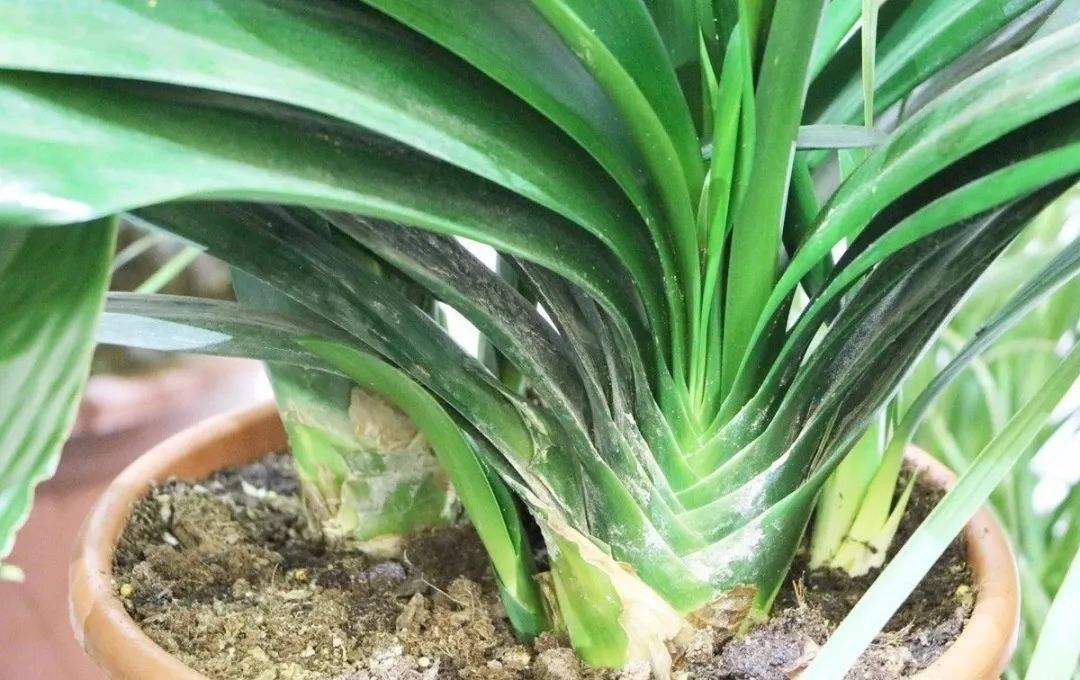 给君子兰换盆注意事项,君子兰换盆后叶片发软是什么原因