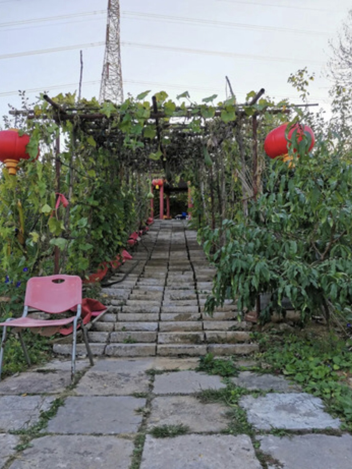 今年多雨水，枣子珍贵的很~京城这几家枣园留住了秋日的甜蜜