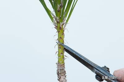 短针黑松怎么养护,短针黑松修剪教学