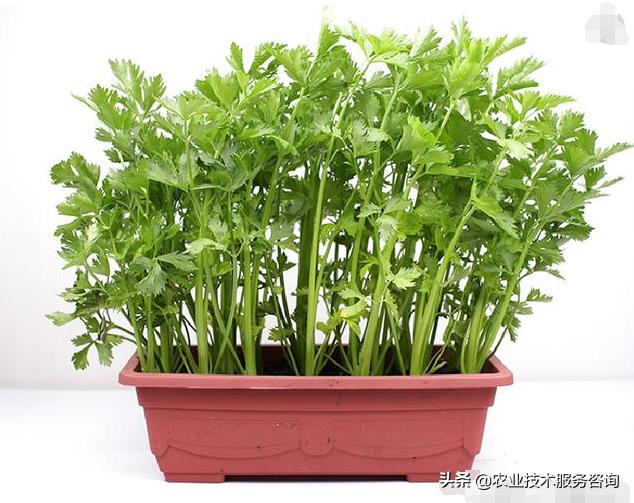 一年四季阳台可以种植的蔬菜,阳台蔬菜品种有哪些