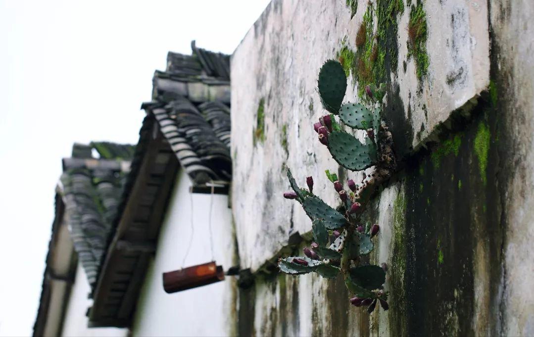 桐乡姓氏人口排名,吴姓秀才