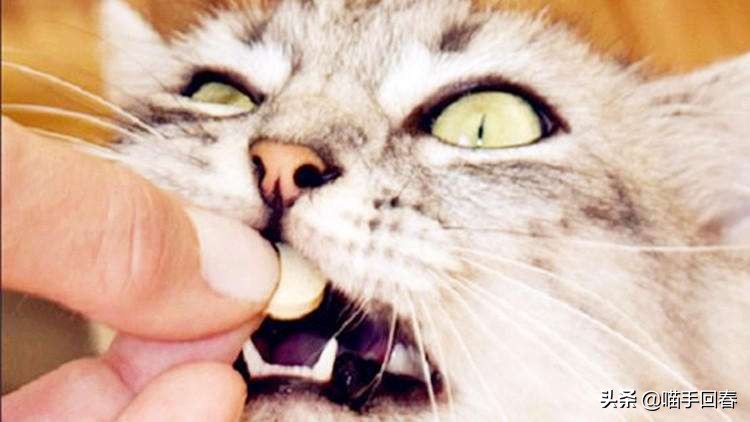 猫咪口渴、呕吐，除了肠胃问题，还有可能是得了蛔虫病