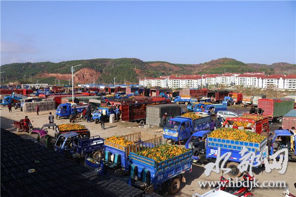 「十堰」习家店镇柑桔俏销四方,带富一方百姓