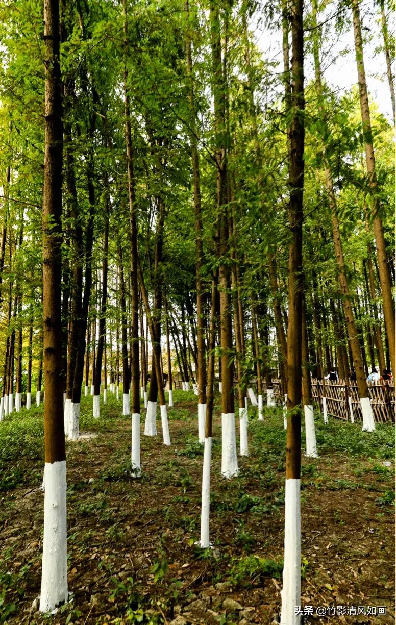 春天里的一抹绿色,春天的一抹绿意