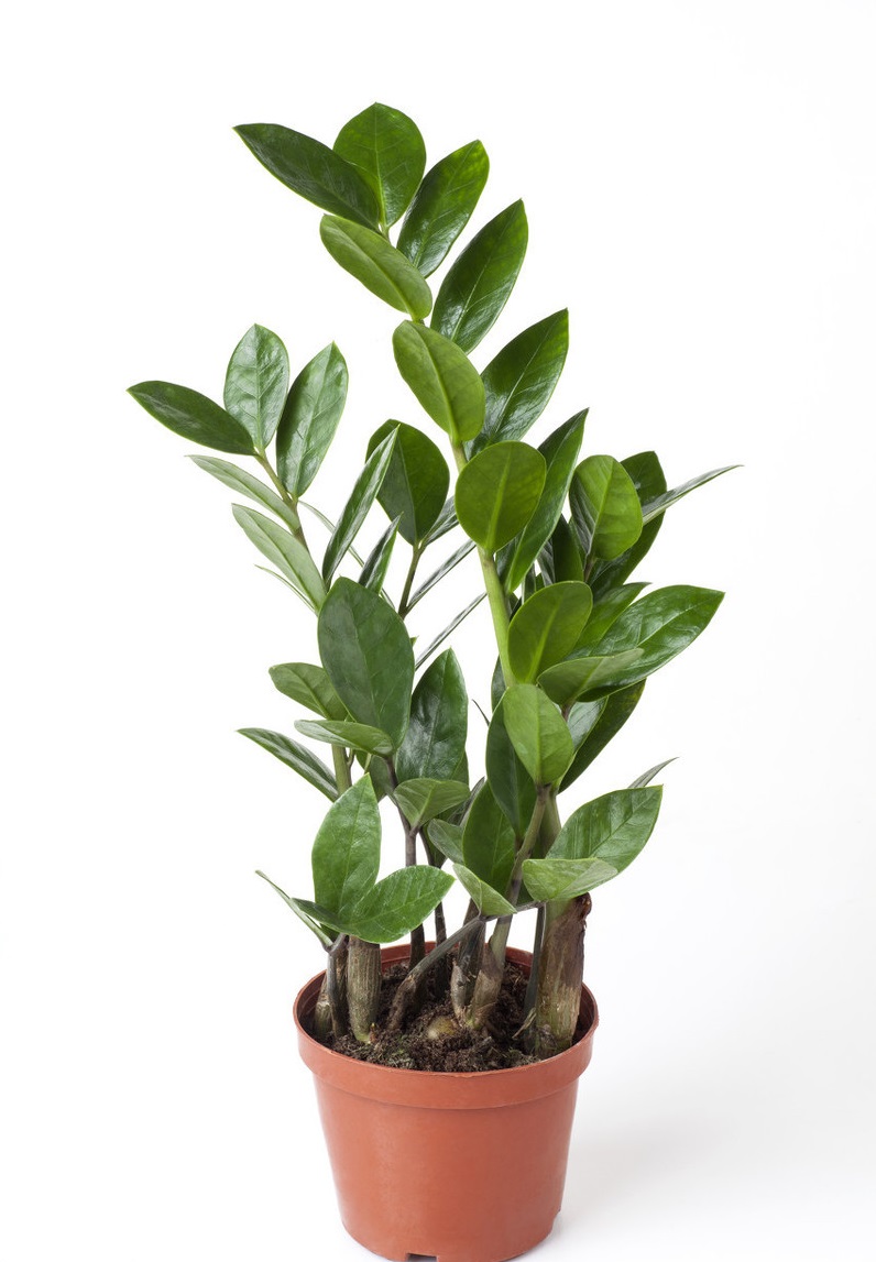 金钱树叶子发软发黑怎么办,金钱树叶子尖发黑枯萎像烧焦