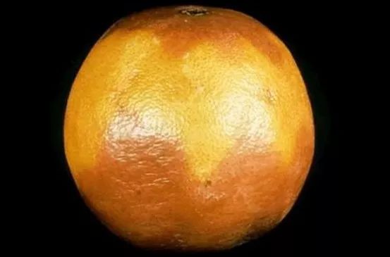 柑橘沙皮病最佳治疗,柑橘沙皮病能治好吗