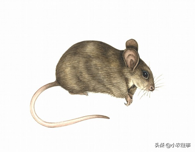 深山发现的神秘物种,最吓人的物种是什么