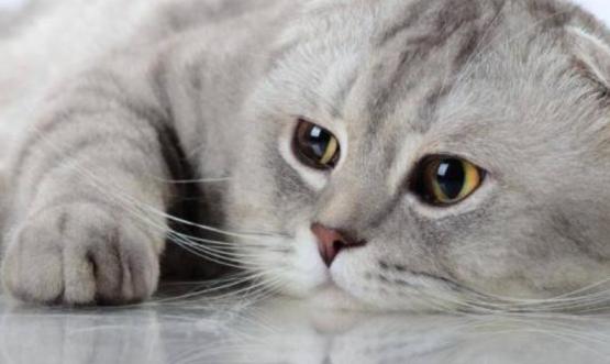 最近很火的猫咪折耳猫,有着天使的面孔的猫