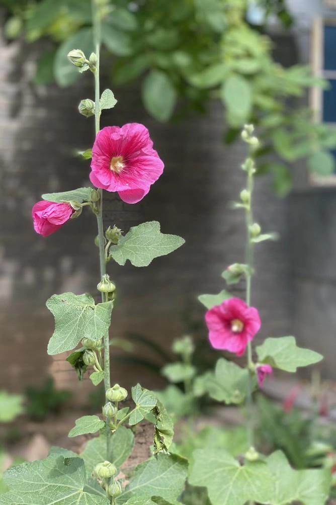 一段姐弟恋，半世眉州情。为妓养母，她用一生来演绎人世沧桑。