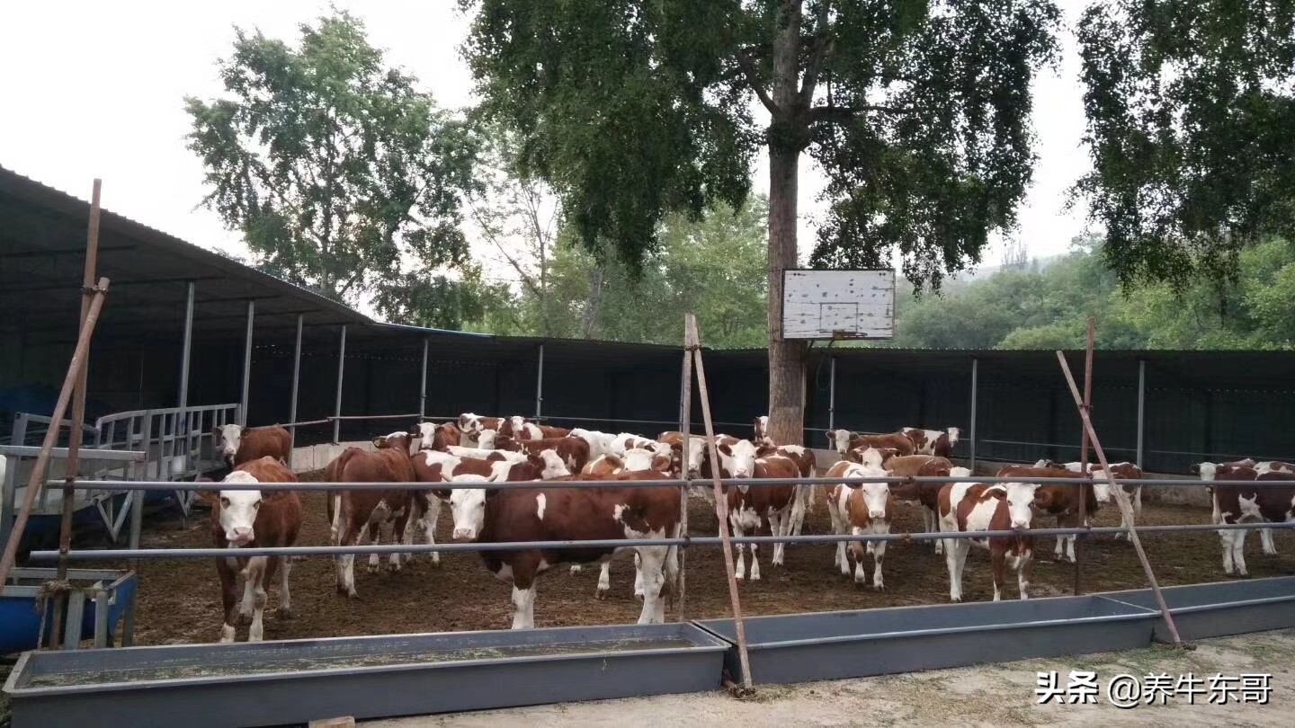 养牛管理模式,中国养牛的问题