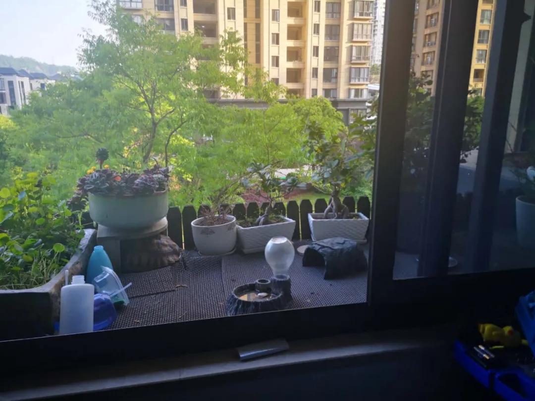 台州宠物龟被抓去哪里了,温岭宠物龟被抓