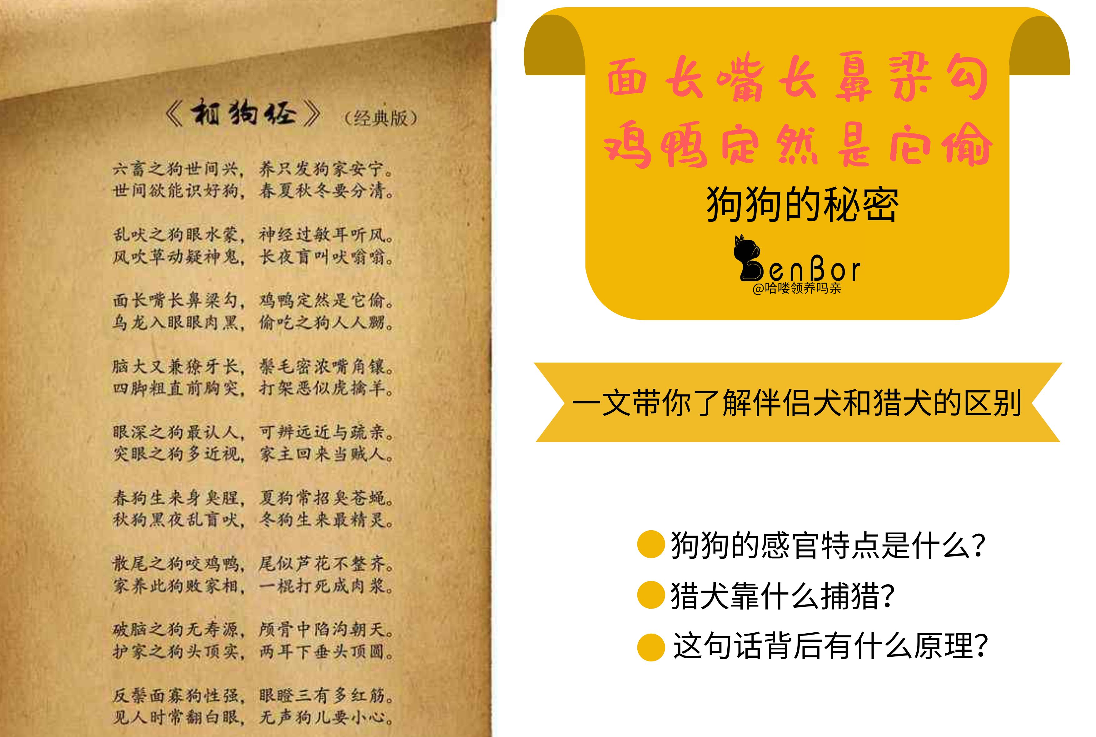 猎犬选什么犬好,狗狗猎犬有哪几种