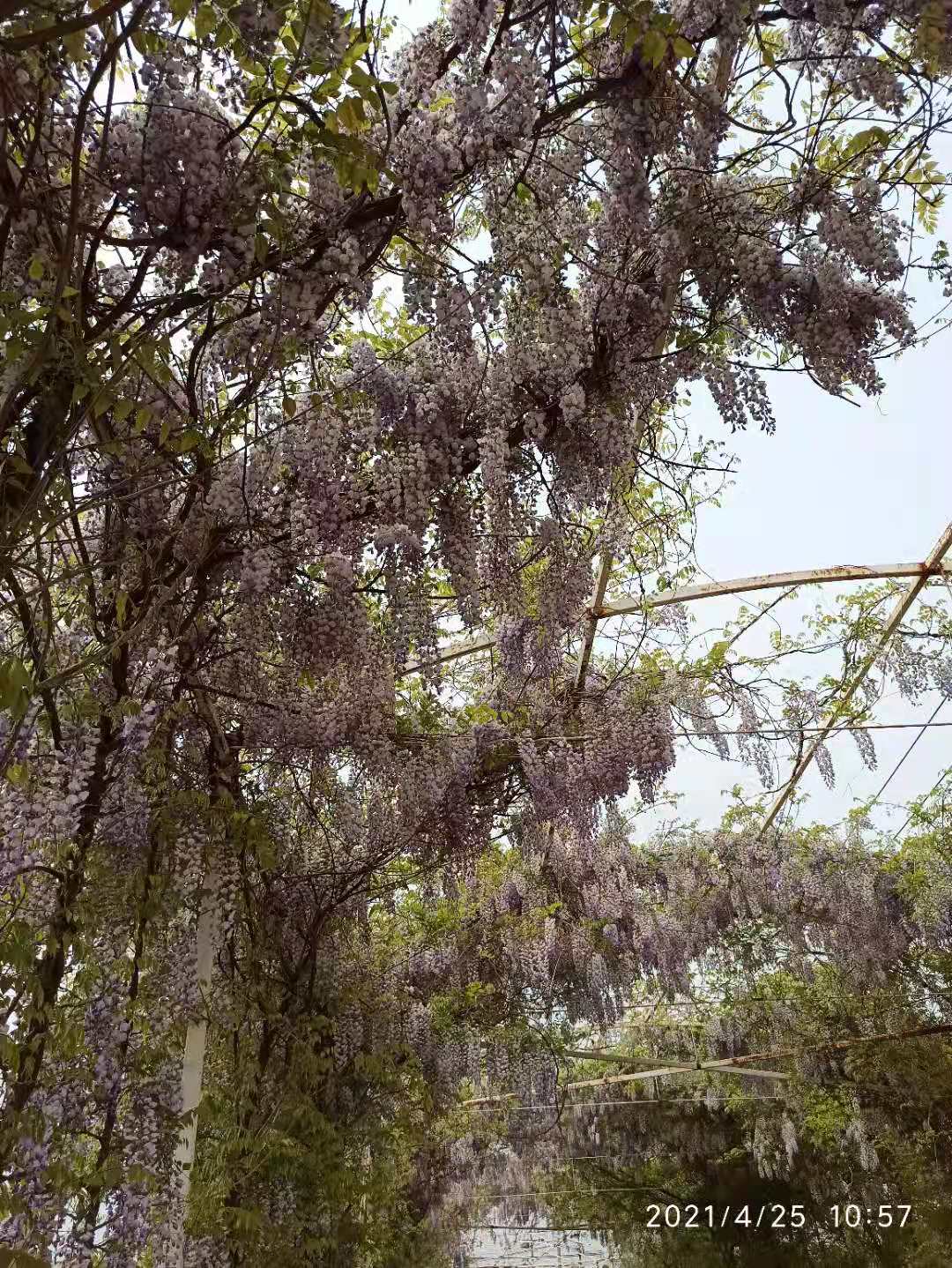 北京蟹岛,北京蟹岛一日游