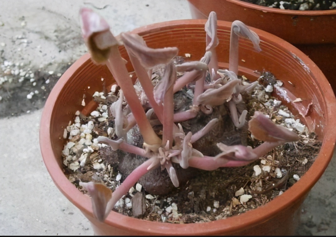 天热什么时候给花浇水好,为什么低温时少给花浇水