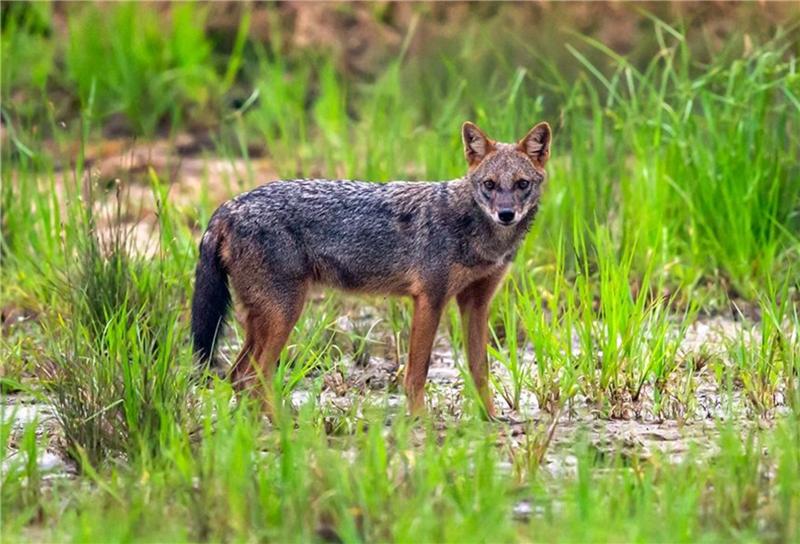 金豺和老虎,西藏金豺