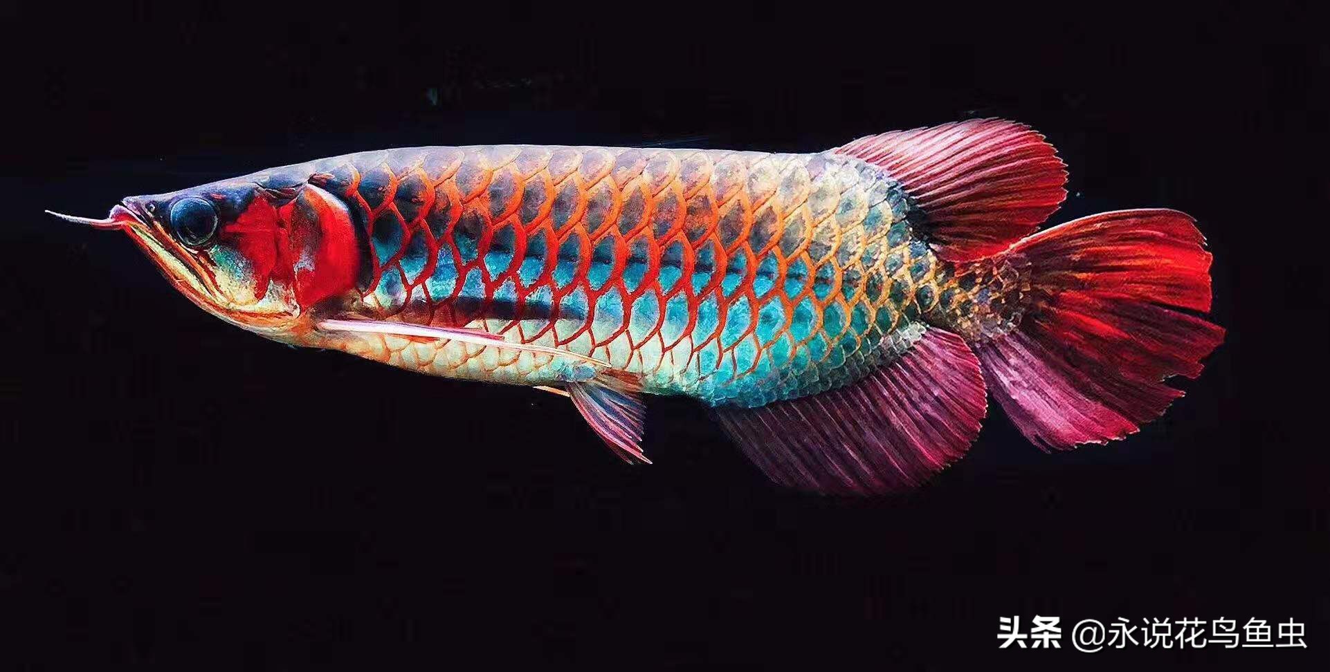 饲养红龙有蛋白虫应该怎么处理,饲养红龙蜈蚣的湿度需要多少