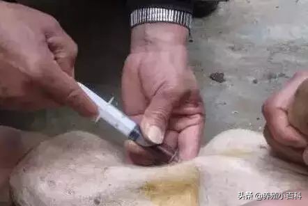 猪的注射方式和注意事项,猪疫苗注射的正确部位和方法图