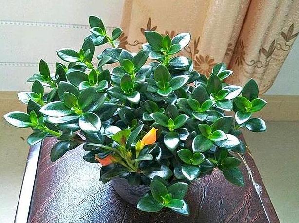 金鱼吊兰怎么养才能快速开花,春天金鱼吊兰开花可以晒太阳吗