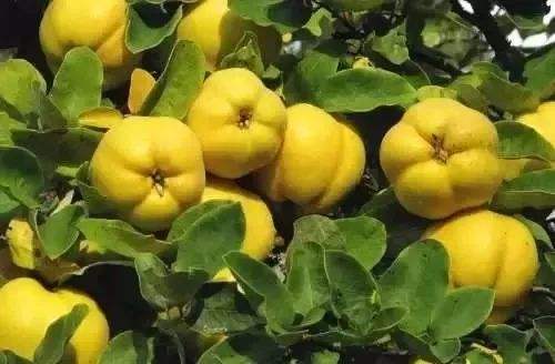 这5种水果建议少吃,这些不常见水果你吃过几样