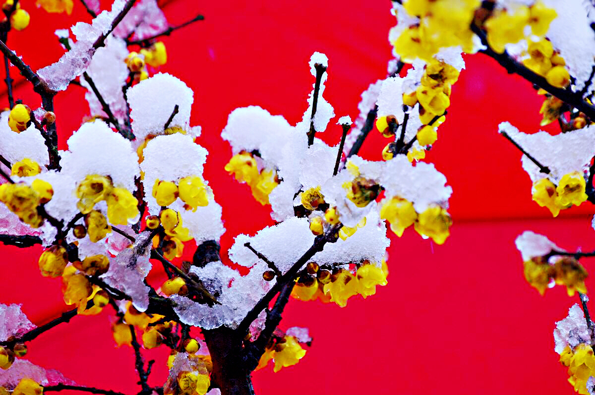 腊梅迎春绽放满园幽香扑鼻,腊梅花香清香扑鼻