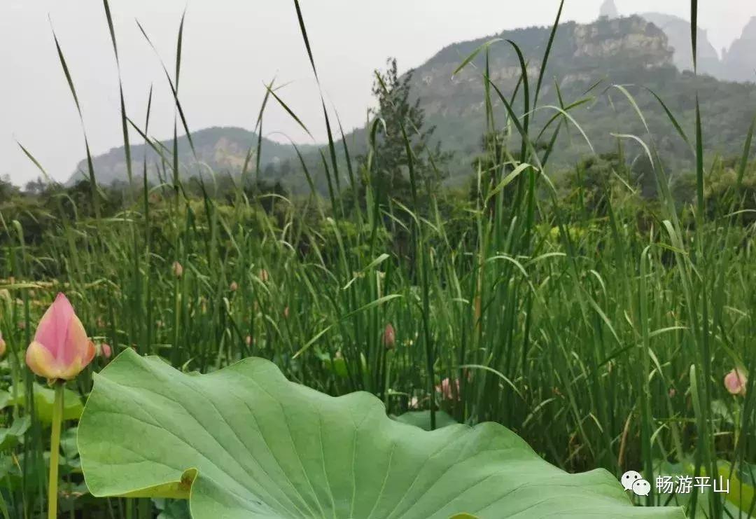 看荷塘月色的视频,看夏日荷塘美景