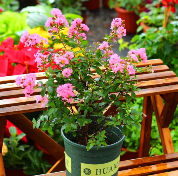 紫薇花生长速度慢什么原因,紫薇花一年的生长变化