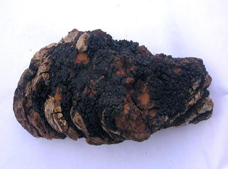 褐孔菌怎么吃的好?