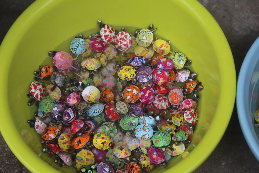 乌龟被拆了还能活吗,乌龟被挖出来