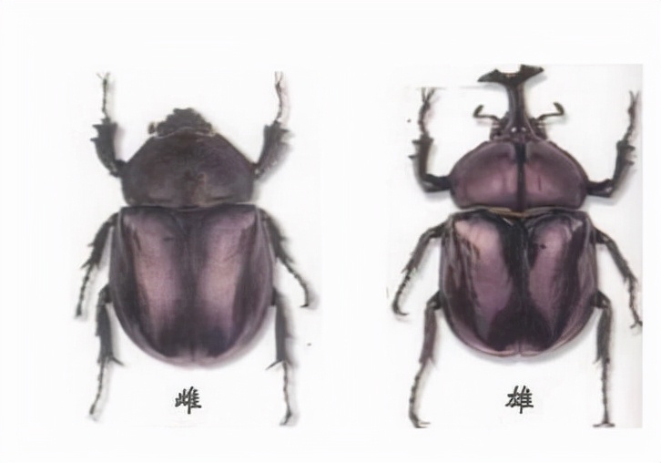 史上最值钱的虫子,十种很值钱的虫子