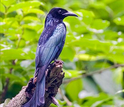 东江揽胜,惠州淡水常见鸟类图谱