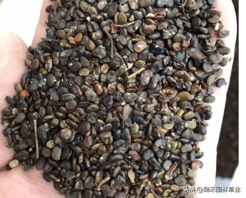 适合盐碱地的植物有哪些,绿化草耐旱品种