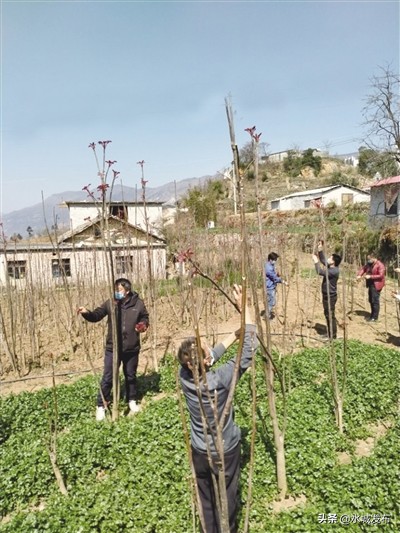 洪庆香椿采摘,泰安香椿采摘