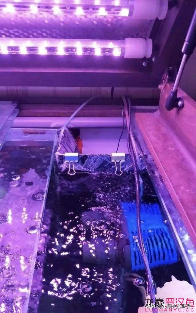 鱼缸噪音太吵怎么解决,鱼缸过滤器为什么噪音越来越大声