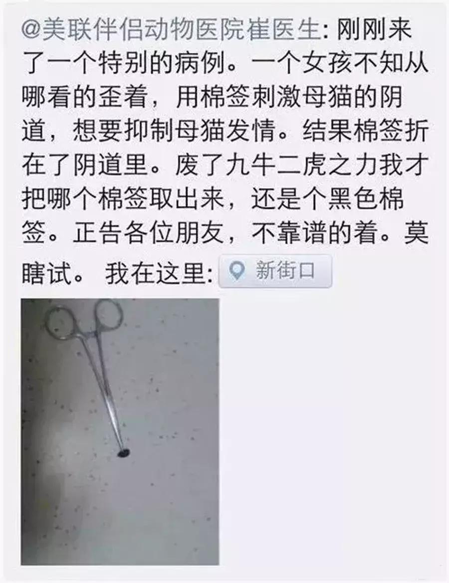 母猫发情怎么办，棉签*法大**不靠谱