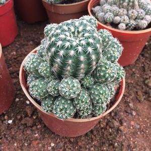 101仙人球,101个仙人球品种