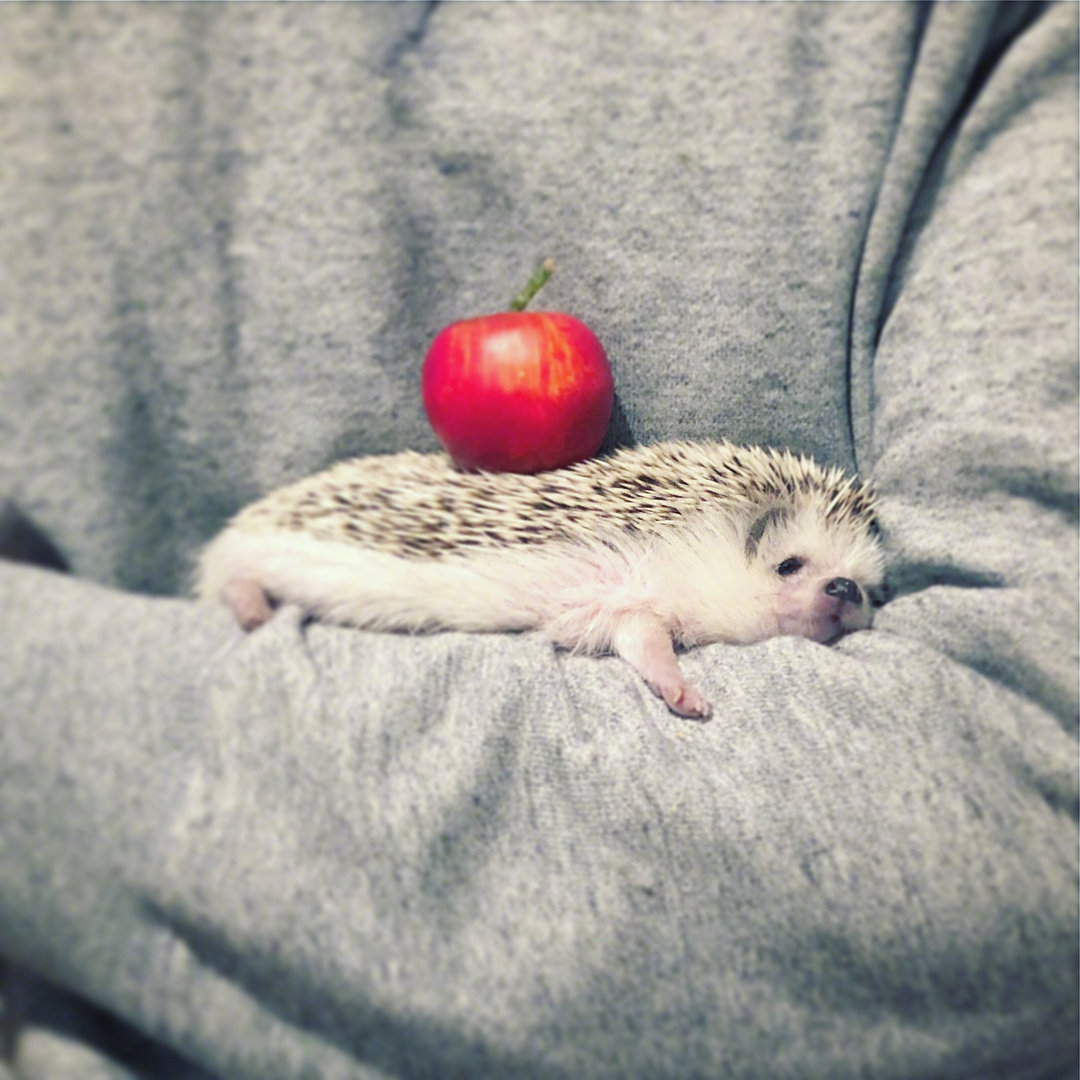 呆萌刺猬图片头像,刺猬可爱图片头像