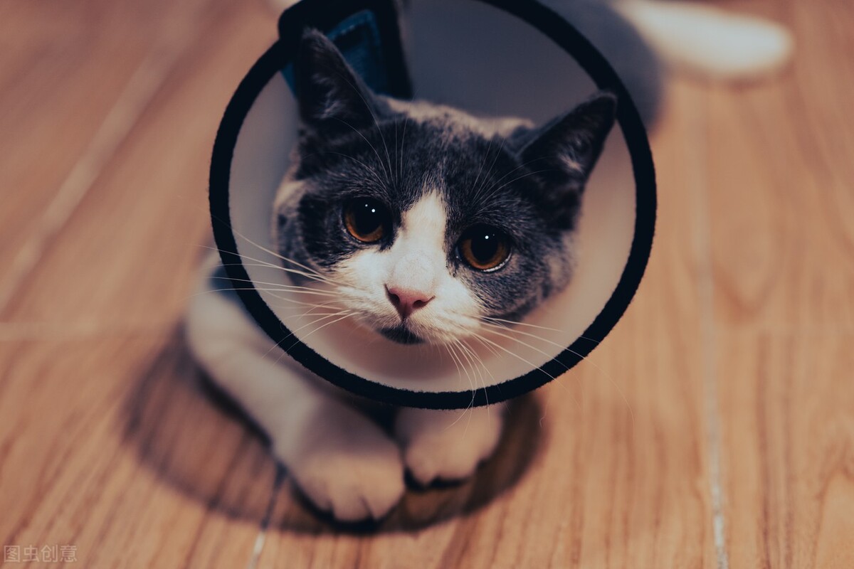 脸上长了猫癣的疤怎么办,脸上会被传染猫癣么