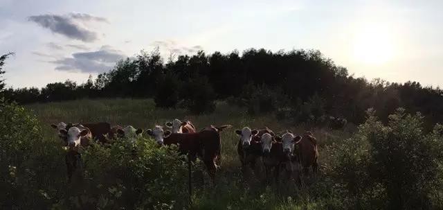 世界顶级牛肉是什么牛,世界最顶级的牛肉视频