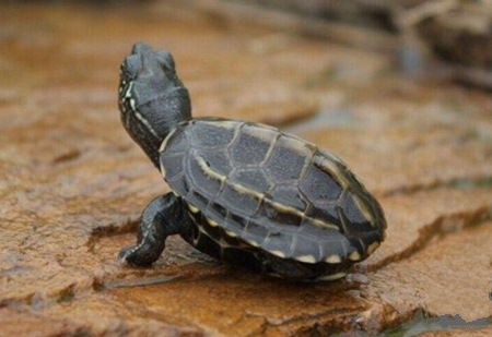 养龟事项,养情侣龟注意什么