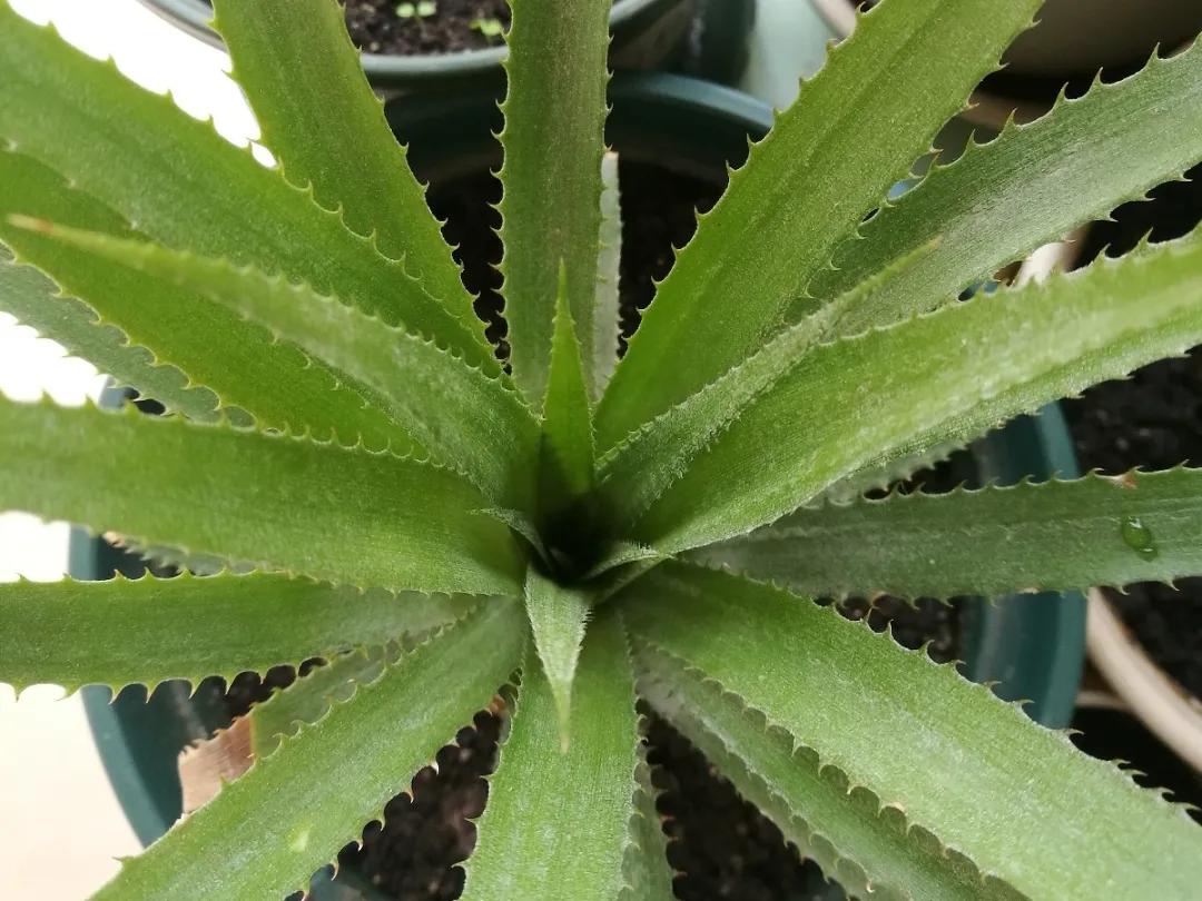 芒果核种芒果的过程,菠萝芒果核种植视频