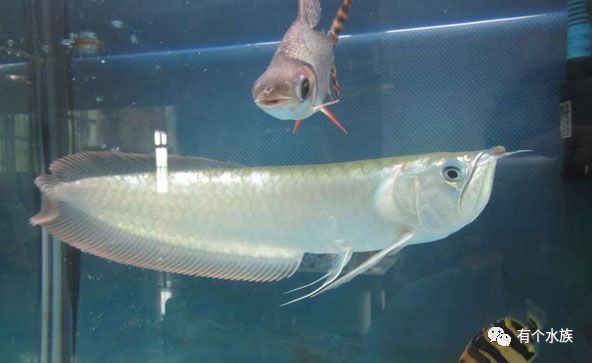 十大适合懒人养的鱼小型观赏鱼,十大最值得养的观赏鱼排名