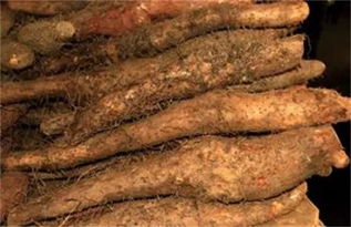 山药种植过程中有哪些病虫害,种植的山药为什么畸形