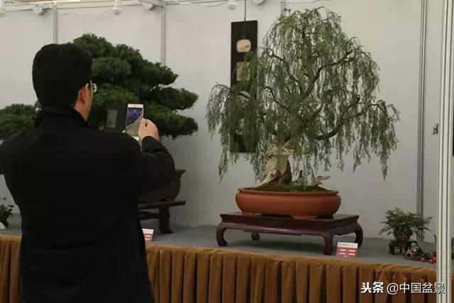 盆景不具有收藏价值,盆景不能有功利心